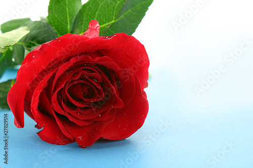 rose on blue background