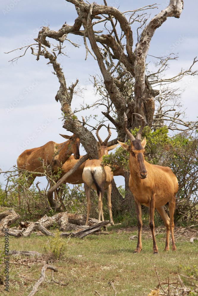 Fototapeta premium Red Hartebeest