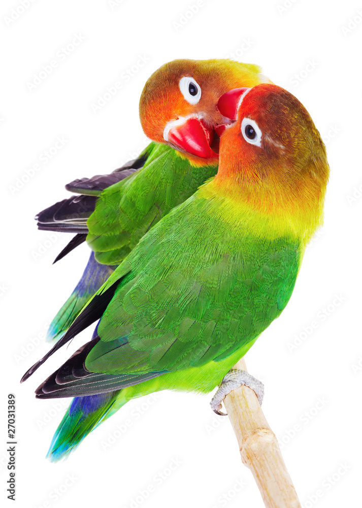 Fototapeta premium Pair of lovebirds