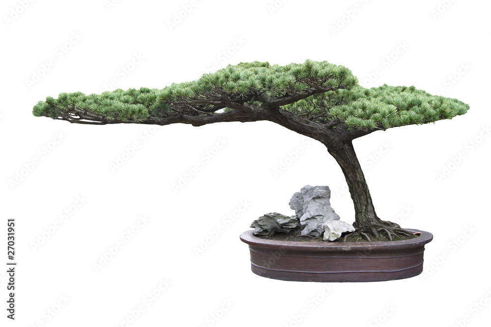 Fotobehang Bonsai bonsai boom pijnboom #27031951