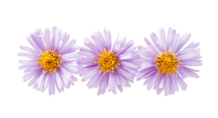 Papier peint photo Lilas Chrysanthème aux pétales lilas  © ksena32