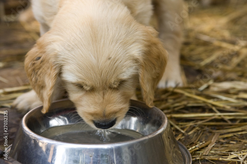 Golden retriver puppy