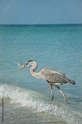 Great Blue Heron With Fish on a Gulf Coast Beach