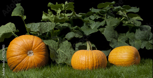 Pumpkins in the grass
