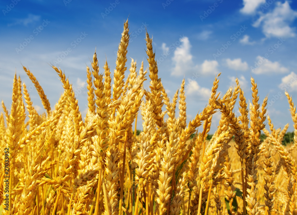 Fototapeta premium Grain field