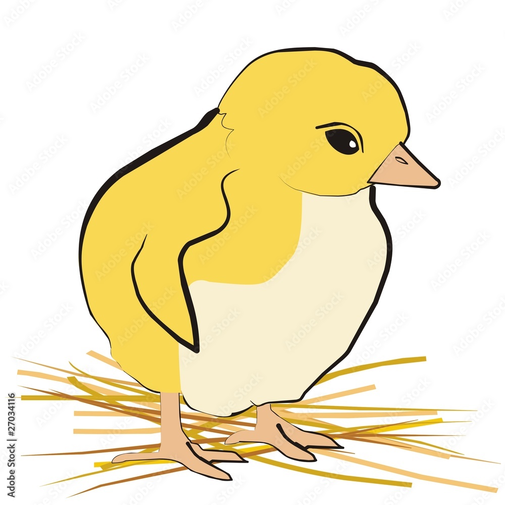 Kücken 004