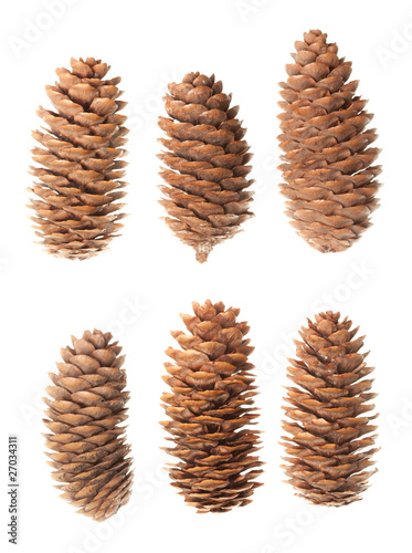 Set of pine cones