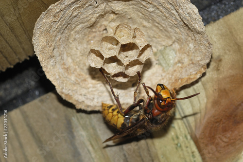 Vespa crabro / Frelon / Construction du nid et ponte photo