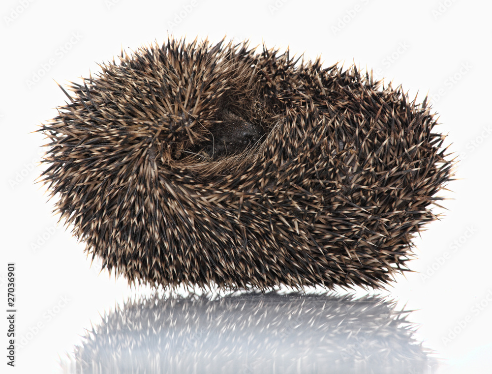 cute hodgehog on white cute hodgehog on white
