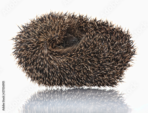 Fényképezés cute hodgehog on white