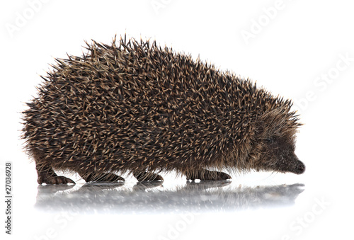 Vászonkép cute hodgehog on white