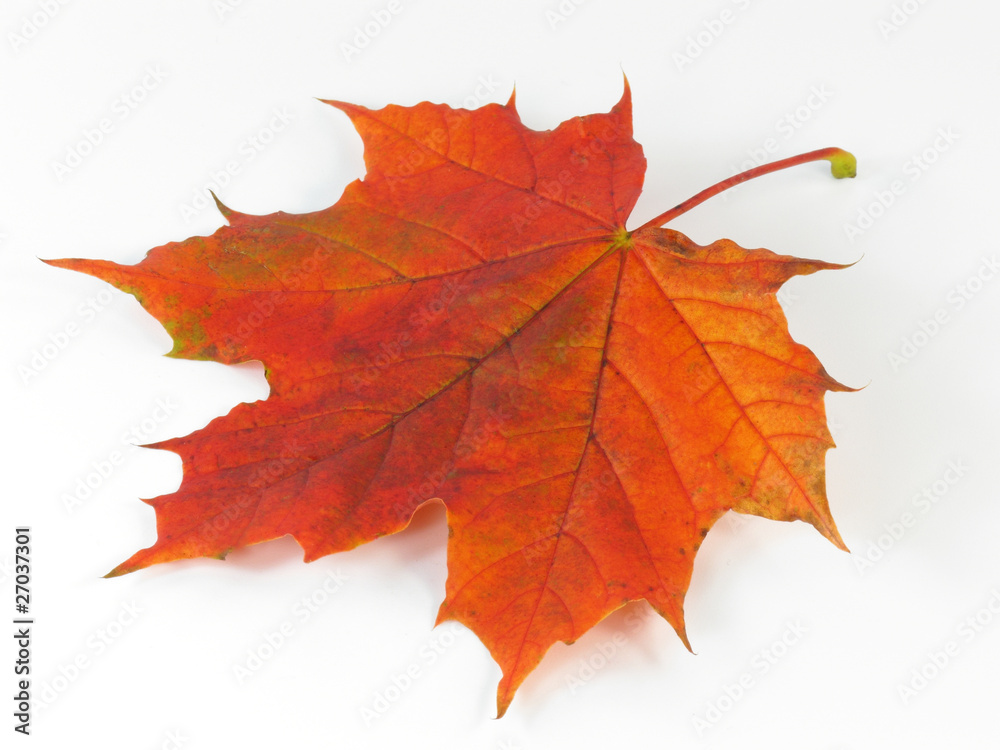 Fototapeta premium Herbstliches Ahornblatt