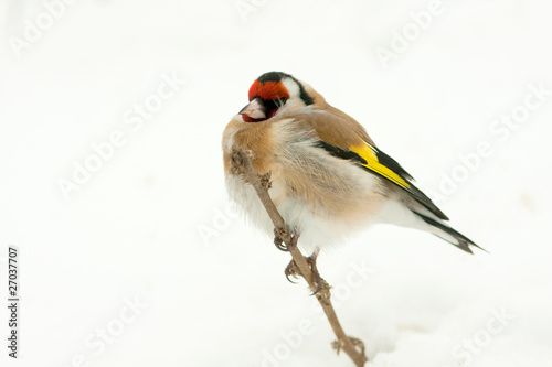 goldfinch portrait in winter / Carduelis carduelis