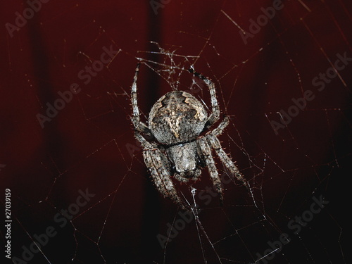 Interesting animals of Southern Kuriles: a spider 2 photo