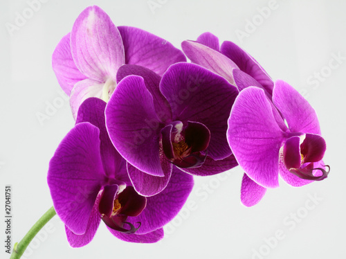 tige d orchid  e