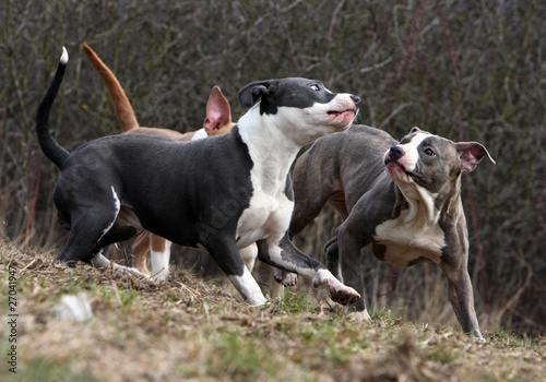 scène d'intimidation chez les molosses © Dogs