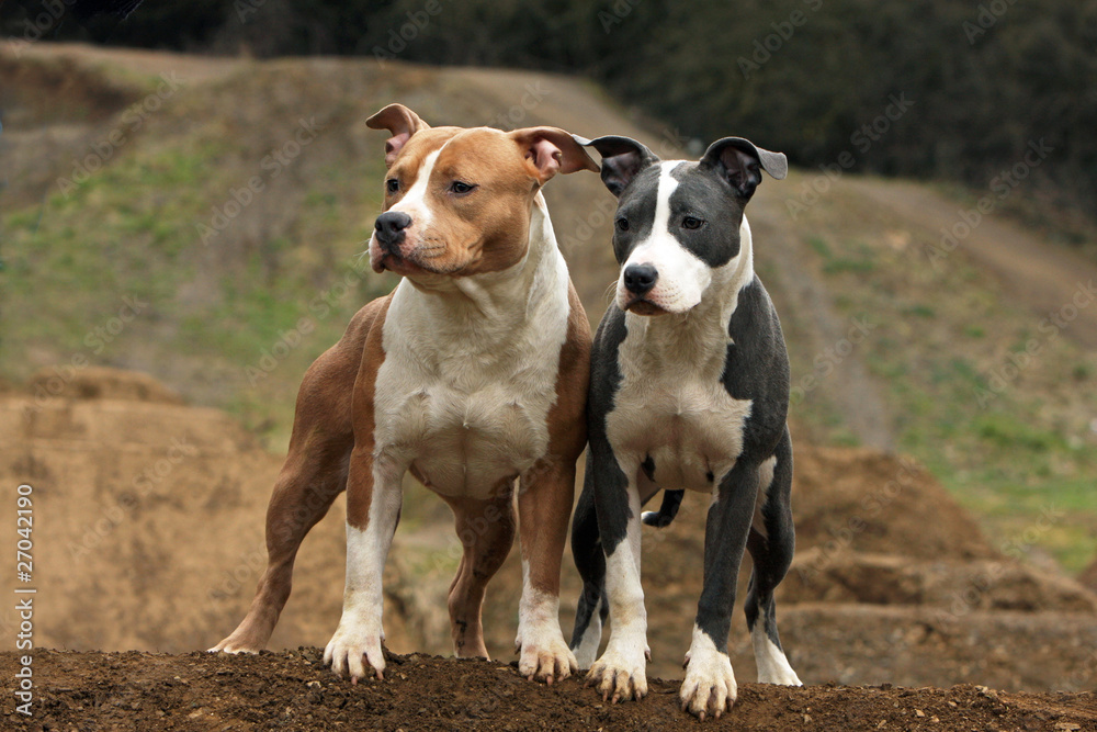 two youngs american staffordshire bull terrier