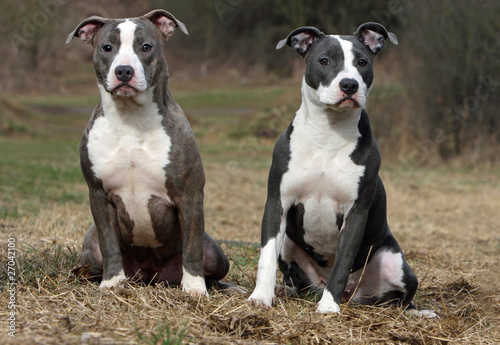 young amstaff motionless © Dogs