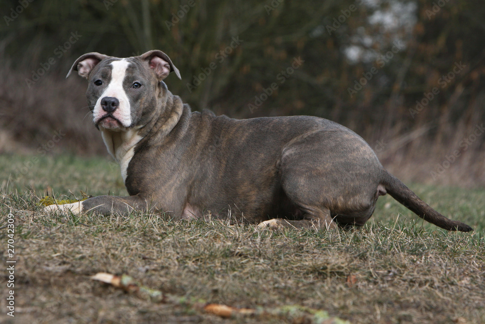 american staffordshire bull terrier allongé de profil american staffordshire bull terrier allongé de profil
