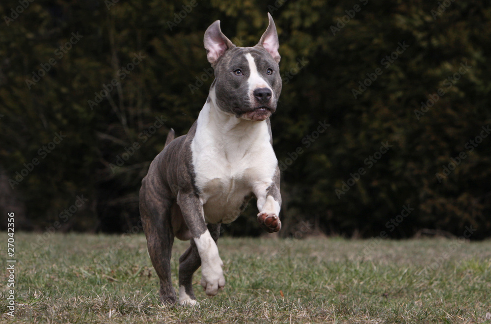 young american staffordhire bull terrier jumping