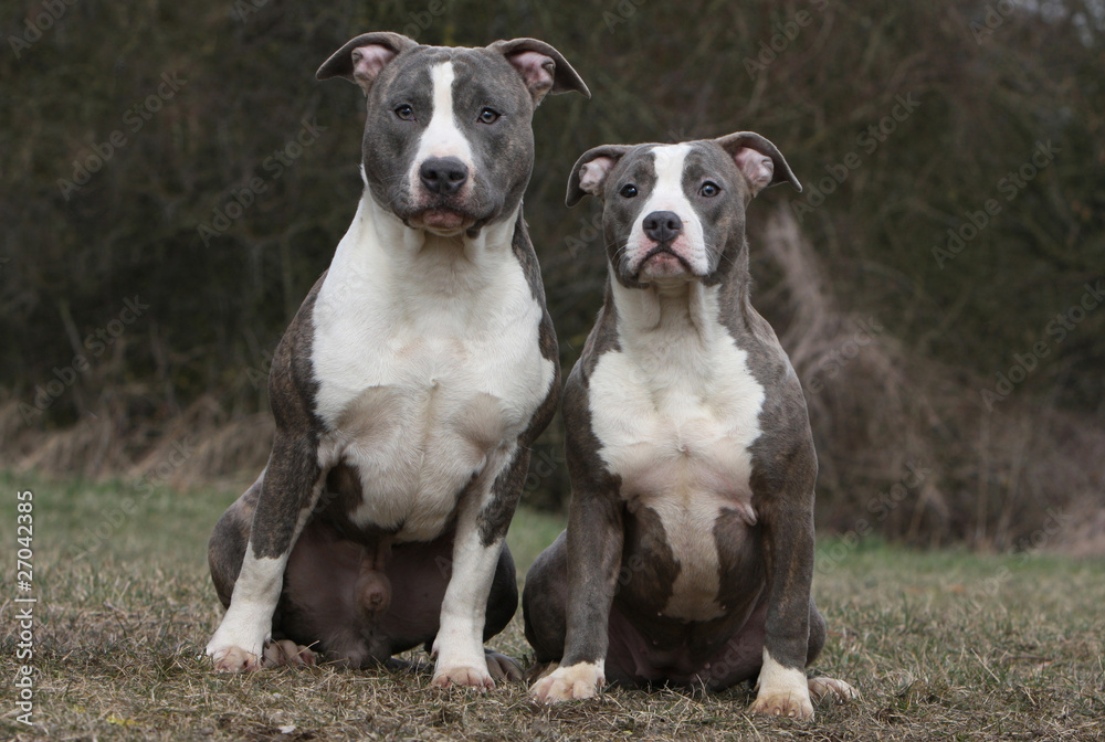 deux amstaff en famille