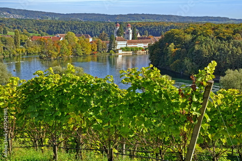 Weinberg beim Kloster Rheinau,Schweiz photo