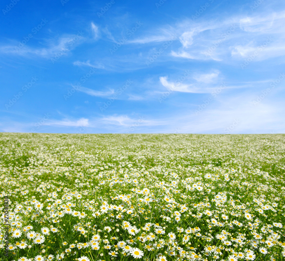 field of camomiles field of camomiles