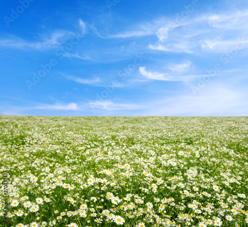 field of camomiles