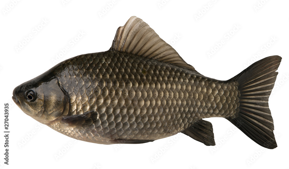 raw fish crucian isolated on the white background raw fish crucian isolated on the white background