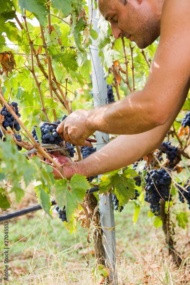 Obraz premium harvesting