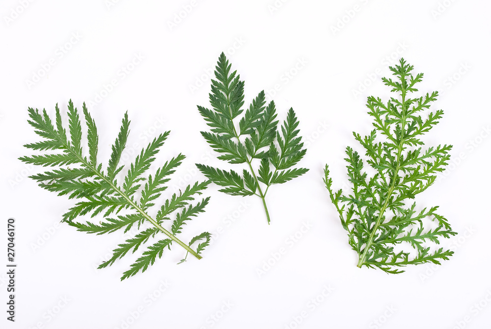 Herbarium Herbarium