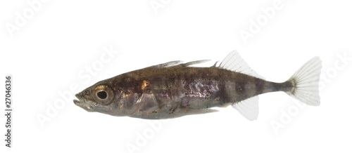 stickleback on white background