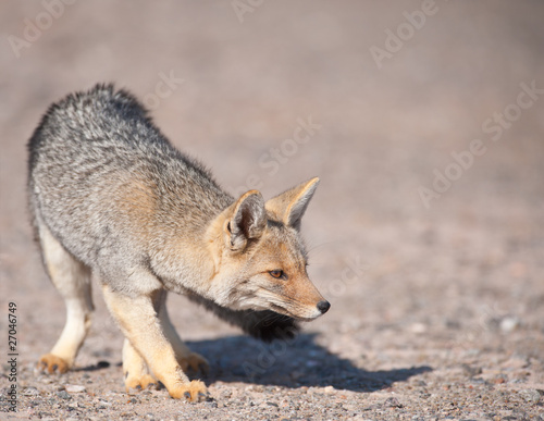 Patagonian  Grey Fox (Dusicyon culpaeus).