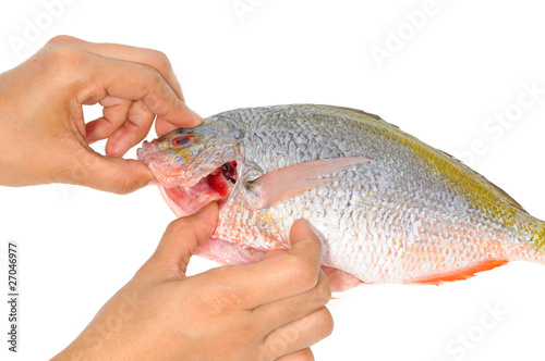Checking The Freshness Of A Yellow Tail Fish