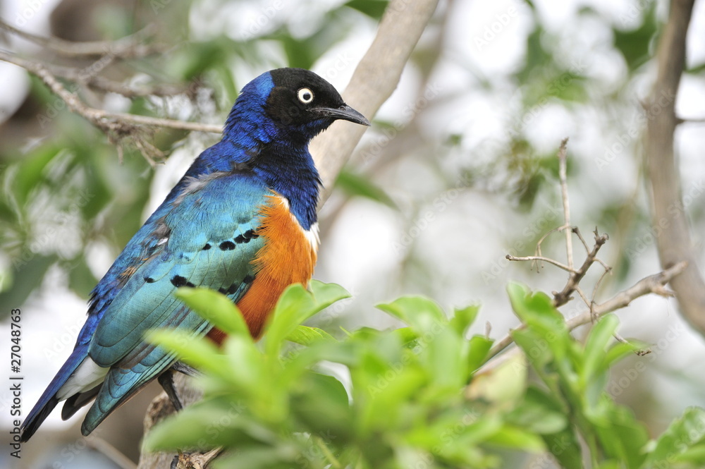 Superb Starling.