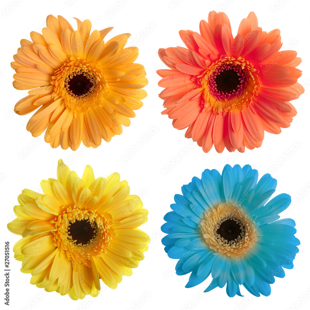 Set of gerbera flowers Set of gerbera flowers