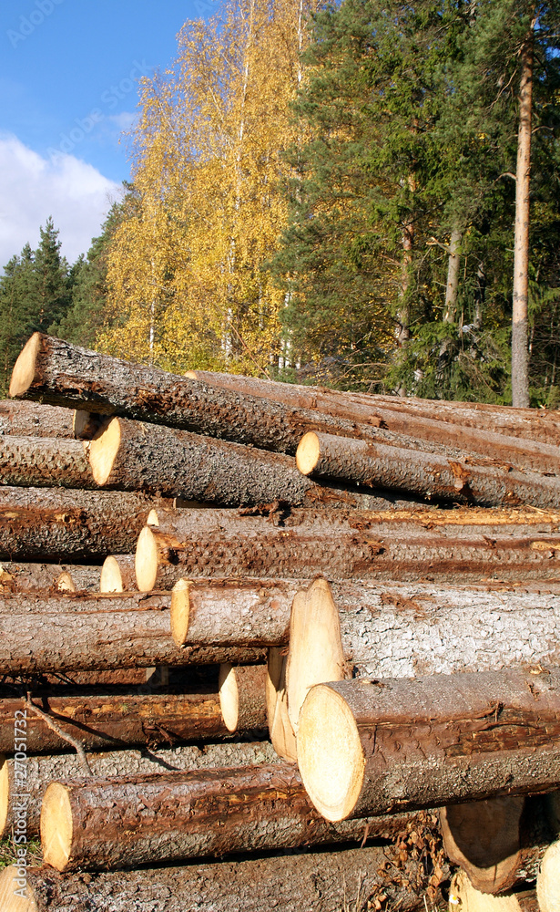 Stacked Wood with Autumn Forest Background Stacked Wood with Autumn Forest Background