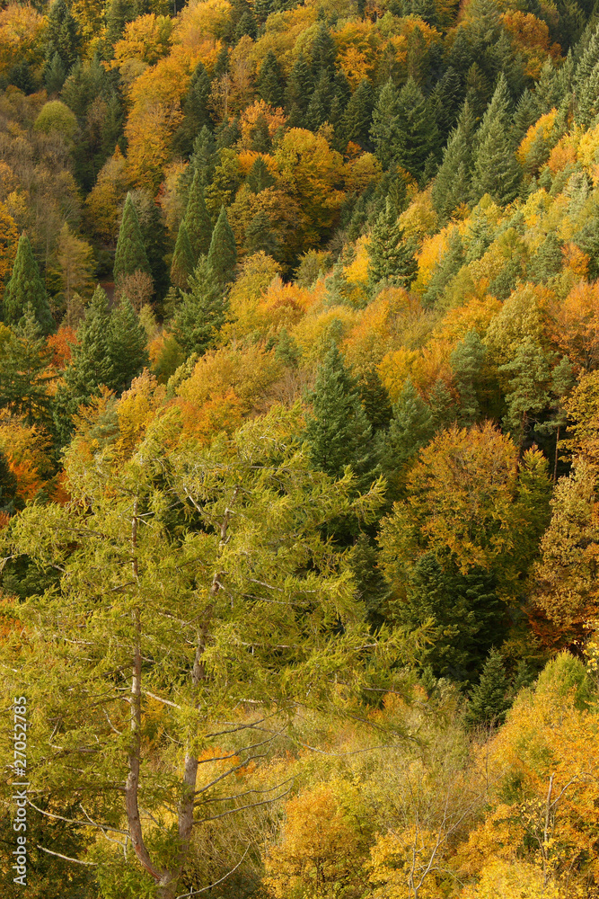 Panorama eines goldenen, gelben Herbstwaldes