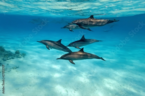 Stampa su tela Dolphins in the sea