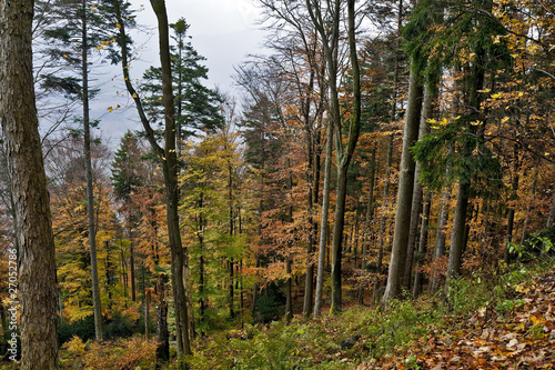 Fototapeta Naklejka Na Ścianę i Meble -  Mountain forest in Autumn