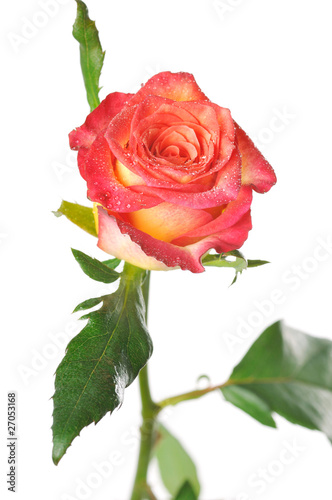 one rose with green leaves on a white background