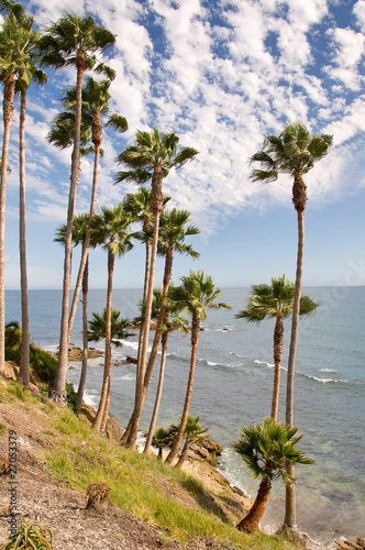 Palm Trees on the Coast of California, USA