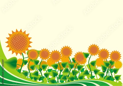 sunflowers