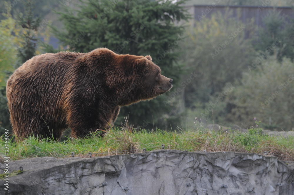 Fototapeta premium Braunbär