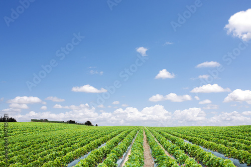 Strawberry field and hand with basket closeup