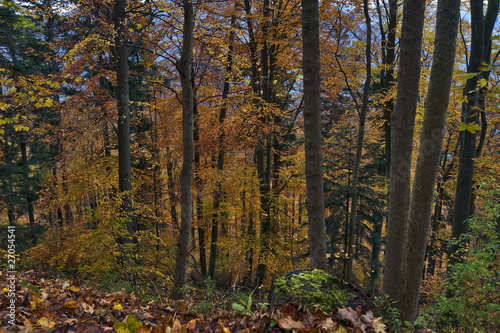 Fototapeta Naklejka Na Ścianę i Meble -  Autumn mountain forest