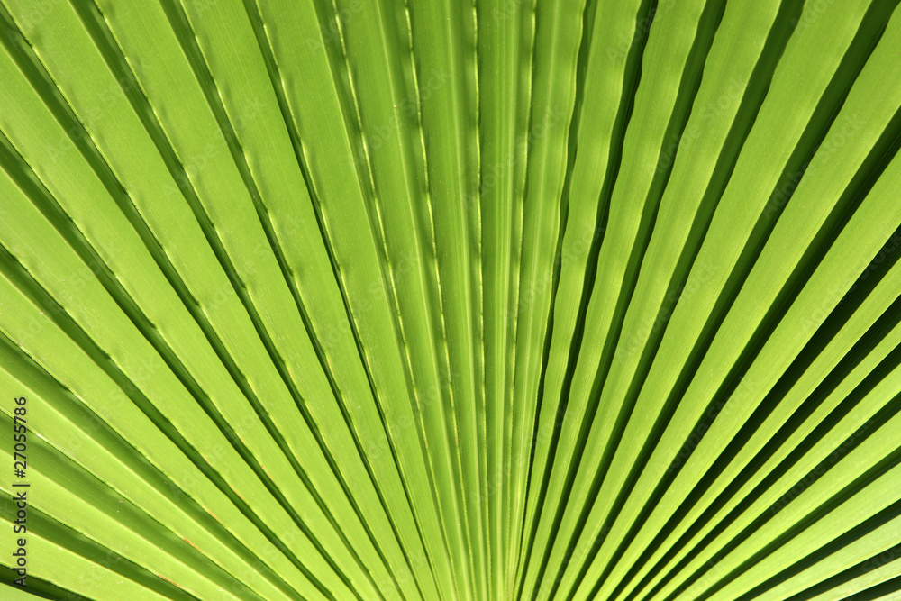 Blatt einer Palme Blatt einer Palme