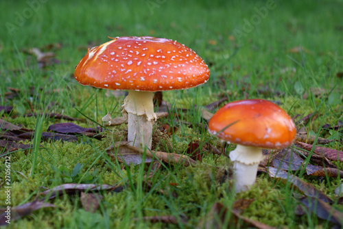 Fly-Agaric Toadstools