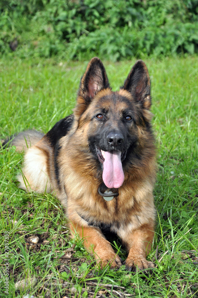 Posing in the Grass (Dog)