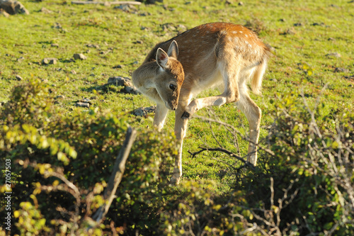 Fototapeta Naklejka Na Ścianę i Meble -  fallow deer
